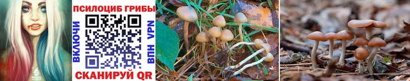 Галлюциногенные грибы Psilocybe  продажа наркотиков  Никольское 